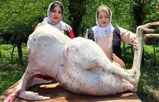 (ویدئو) پخت هیجان انگیز شترمرغ غول پیکر 60 کیلوگرمی توسط دو بانوی روستایی گیلانی