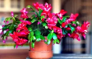 (تصاویر) زیباترین کاکتوس های بدون تیغ که جذابیت خانه را دوچندان می کنند
