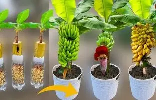 (ویدئو) موز، انبه و سیب را به این روش ساده در خانه بکارید و میوه برداشت کنید
