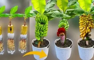 (ویدئو) موز، انبه و سیب را به این روش ساده در خانه بکارید و میوه برداشت کنید