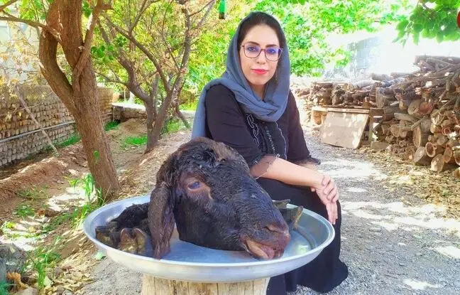 (ویدئو) پخت متفاوت کله پاچه و سیرابی میش توسط بانوی روستایی یزدی