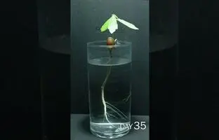 (ویدئو) کاشت دانه بلوط در لیوان آب؛ زیبا و آرام بخش!