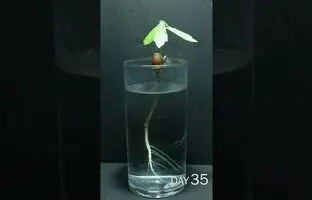 (ویدئو) کاشت دانه بلوط در لیوان آب؛ زیبا و آرام بخش!