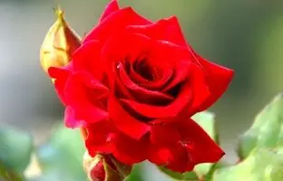 (تصاویر) با این گل های سرخ رنگ به استقبال یلدا بروید!