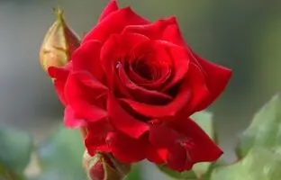 (تصاویر) با این گل های سرخ رنگ به استقبال یلدا بروید!