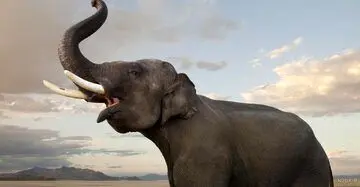 چرا خرطوم فیل این شکلی است؟