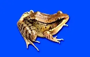 کشف قورباغه‌ای که صدای اردک می‌دهد