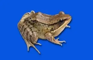 کشف قورباغه‌ای که صدای اردک می‌دهد
