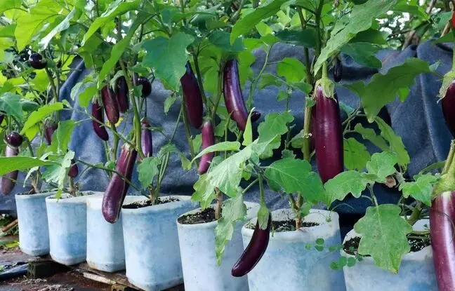 (ویدئو) با این روش ساده بادمجان را در دبه پلاستیکی و در خانه کشت و برداشت کنید