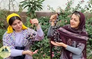 (ویدئو) پخت متفاوت شیرپلو با خرمای تازه توسط دو بانوی خوش سلیقه شمالی