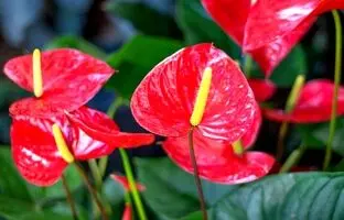 (تصاویر) جذاب ترین گیاهان آپارتمانی یلدایی