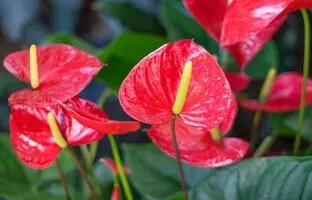 (تصاویر) جذاب ترین گیاهان آپارتمانی یلدایی
