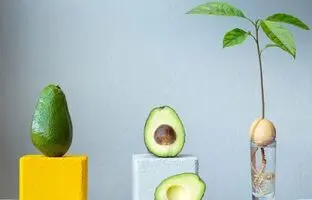 (ویدئو) هسته آواکادو رو دور ننداز، خیلی ساده بکارش و یه گیاه زیبا پرورش بده
