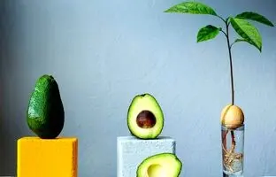 (ویدئو) هسته آواکادو رو دور ننداز، خیلی ساده بکارش و یه گیاه زیبا پرورش بده