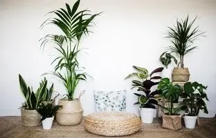 محبوب ترین گیاه آپارتمانی سال 2024 انتخاب شد!