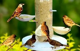 (ویدئو) با بطری نوشابه و ظروف یکبار مصرف برای پرنده ها دانه خوری درست کن