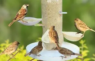 (ویدئو) با بطری نوشابه و ظروف یکبار مصرف برای پرنده ها دانه خوری درست کن
