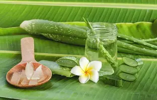 ۱۴ ماسک مو با آلوئه ورا + دستور تهیه