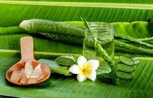 ۱۴ ماسک مو با آلوئه ورا + دستور تهیه