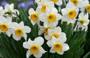 چه گیاهانی در دی ماه بکاریم؟