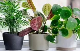 نگهداری از این گیاهان آپارتمانی شما را خوش اخلاق می کند!