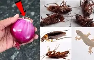 (ویدئو) چگونه با پیاز سوسک و مارمولک های خانه را در 5 دقیقه از بین ببریم؟