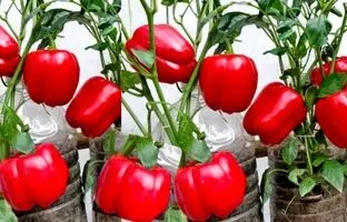 (ویدئو) ساده ترین و بهترین روش کاشت فلفل دلمه ای در خانه