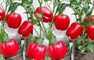(ویدئو) ساده ترین و بهترین روش کاشت فلفل دلمه ای در خانه