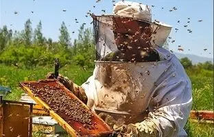 نشانه‌های عسل مرغوب که از آن بی خبرید