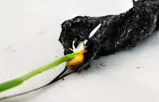پژوهشگران سوئدی «خاک الکتریکی» ساختند!