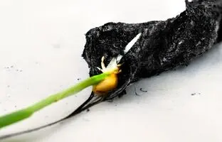 پژوهشگران سوئدی «خاک الکتریکی» ساختند!