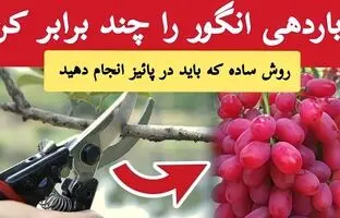 (ویدئو) مهمترین کاری که باید برای محصول دهی بیشتر درخت انگور انجام دهید