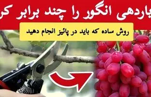 (ویدئو) مهمترین کاری که باید برای محصول دهی بیشتر درخت انگور انجام دهید