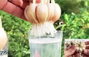 (ویدئو) دیگه از بیرون سیر نخر، با ساده ترین روش و کمترین هزینه تو خونه بکار