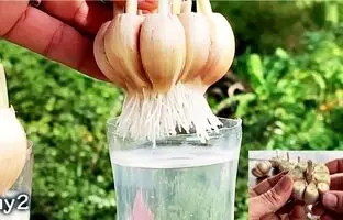 (ویدئو) دیگه از بیرون سیر نخر، با ساده ترین روش و کمترین هزینه تو خونه بکار