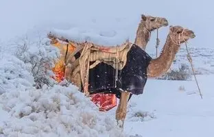 (ویدئو) ویدیویی پربازدید از بارش برف در عربستان سعودی