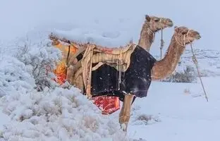 (ویدئو) ویدیویی پربازدید از بارش برف در عربستان سعودی