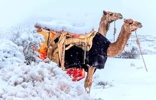 (ویدئو) ویدیویی پربازدید از بارش برف در عربستان سعودی