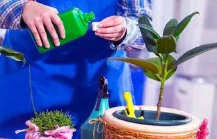 (ویدئو) بهترین کود مایع برای گیاهان آپارتمانی رو خیلی ساده تو خونه درست کن