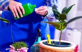 (ویدئو) بهترین کود مایع برای گیاهان آپارتمانی رو خیلی ساده تو خونه درست کن