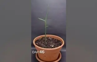 (ویدئو) به همین سادگی توی خونه زنجبیل بکار، هم قشنگه هم محصول گرون میده