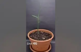(ویدئو) به همین سادگی توی خونه زنجبیل بکار، هم قشنگه هم محصول گرون میده