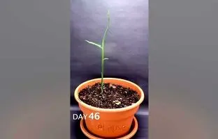 (ویدئو) به همین سادگی توی خونه زنجبیل بکار، هم قشنگه هم محصول گرون میده
