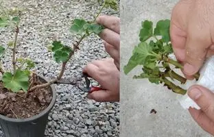 (ویدئو) گل شمعدونی رو چطور قلمه بزنیم و تکثیر کنیم؟