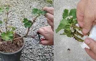 (ویدئو) گل شمعدونی رو چطور قلمه بزنیم و تکثیر کنیم؟