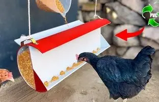 (ویدئو) ساخت یک دانه خوری ابتکاری با لوله پلیکا برای مرغ و خروس ها