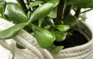 نکاتی حرفه ای در مورد نگهداری و پرورش گیاه کراسولا + آفات