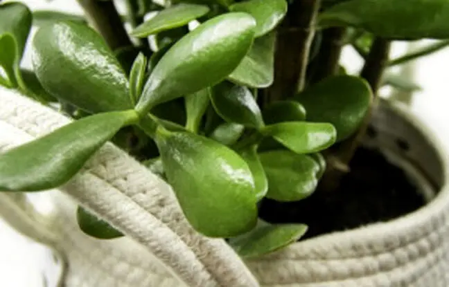 نکاتی حرفه ای در مورد نگهداری و پرورش گیاه کراسولا + آفات