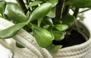 نکاتی حرفه ای در مورد نگهداری و پرورش گیاه کراسولا + آفات