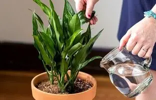 دو ترفند حیاتی برای داشتن گیاهانی با برگ پهن و زیبا